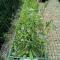 Photo of planters