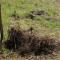 Photo: briar roots