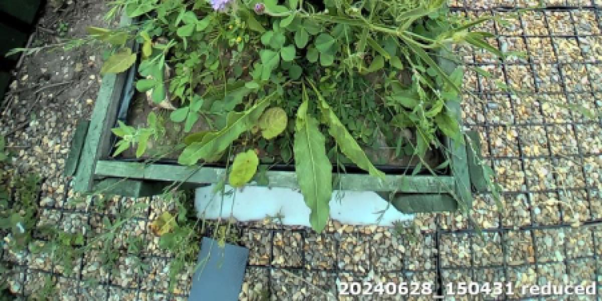 Photo of planters