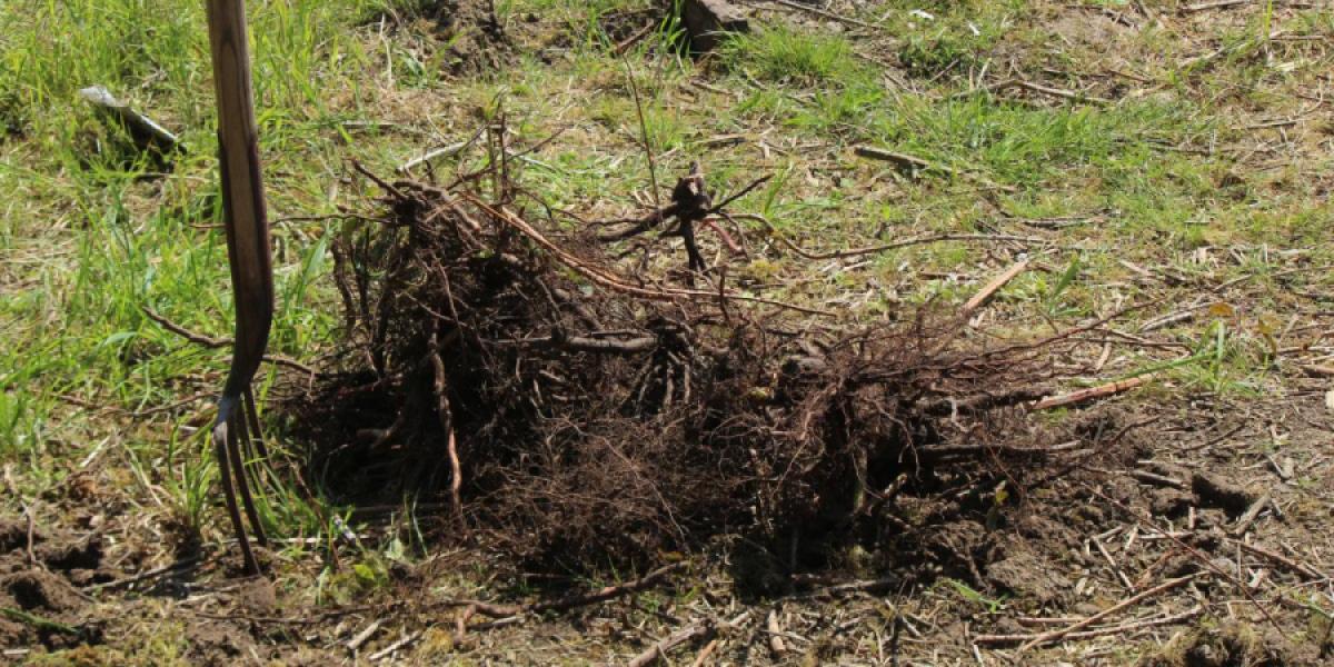Photo: briar roots
