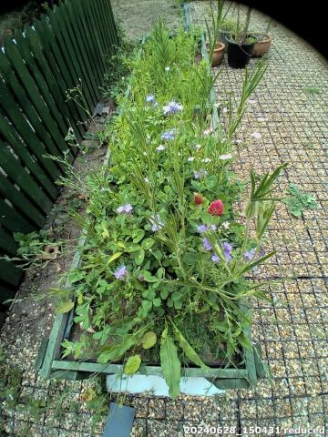 Photo of planters