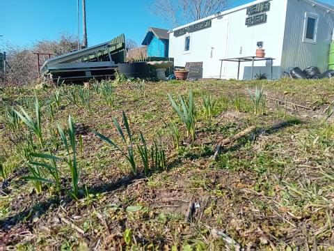 Daffs in early March