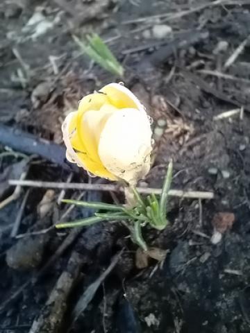 The smallest crocus ever