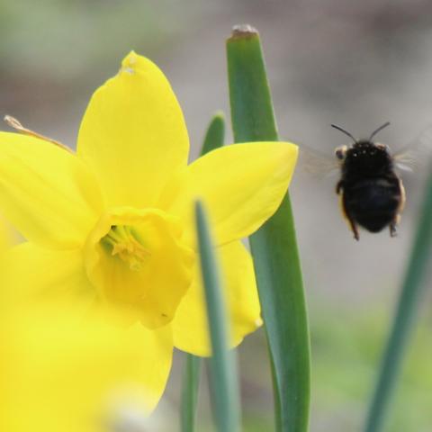 daffy bee